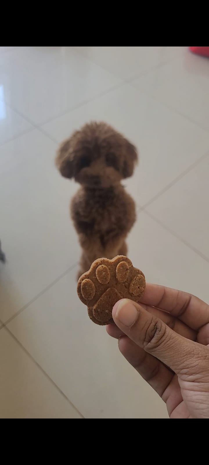 Coconut Cookies